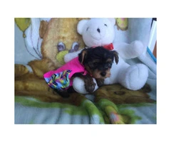 4 cute AKC Yorkie puppies for sale - 4