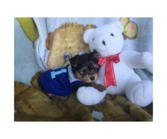 4 cute AKC Yorkie puppies for sale - 6