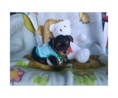 4 cute AKC Yorkie puppies for sale - 7