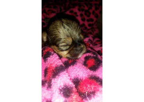 Shih-poo designer hybrid puppies available