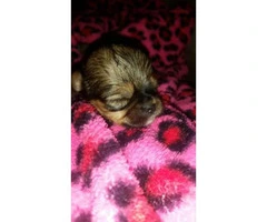 Shih-poo designer hybrid puppies available