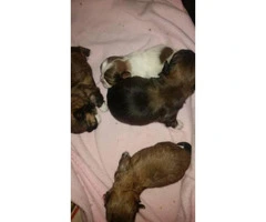 Shih-poo designer hybrid puppies available - 2