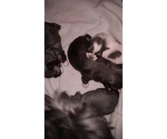 Shih-poo designer hybrid puppies available - 3