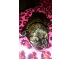 Shih-poo designer hybrid puppies available - 4