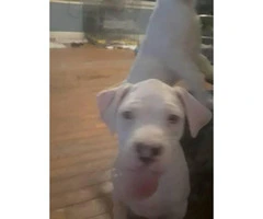 Beautiful all snow white red nose pit puppies 9 weeks old - 2