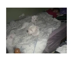 Beautiful all snow white red nose pit puppies 9 weeks old - 6