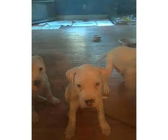 Beautiful all snow white red nose pit puppies 9 weeks old - 7