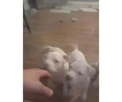Beautiful all snow white red nose pit puppies 9 weeks old - 8