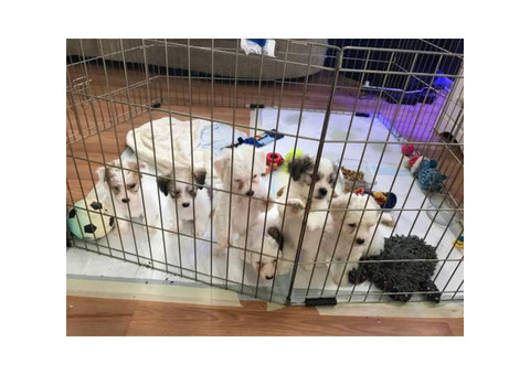 Bich-Poo puppies 4 more available