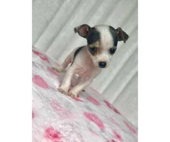 3 males 1 female Purebred applehead chihuahua puppies for sale - 1