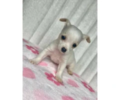 3 males 1 female Purebred applehead chihuahua puppies for sale - 2