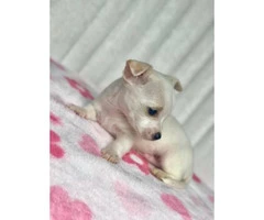 3 males 1 female Purebred applehead chihuahua puppies for sale - 3