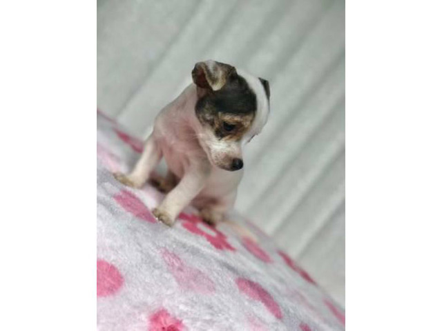 purebred toy chihuahua