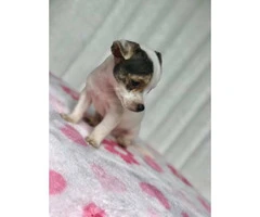 3 males 1 female Purebred applehead chihuahua puppies for sale - 4