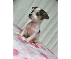 3 males 1 female Purebred applehead chihuahua puppies for sale - 5