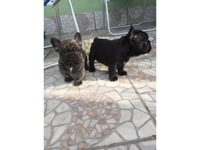 Females and males french bulldog pups for sale in El Paso ...