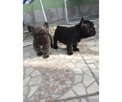 Females and males french bulldog pups for sale - 1