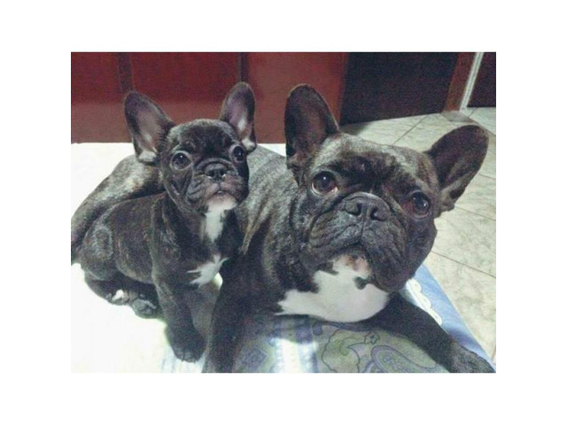 Females and males french bulldog pups for sale in El Paso