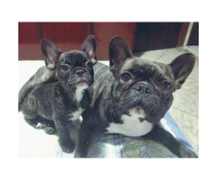 Females and males french bulldog pups for sale - 2