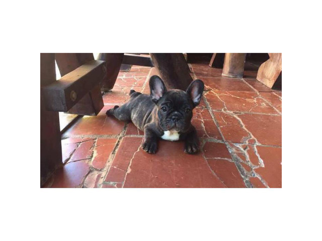 Females and males french bulldog pups for sale in El Paso