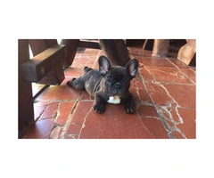 Females and males french bulldog pups for sale - 3