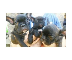 Females and males french bulldog pups for sale - 5