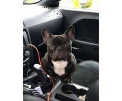 Females and males french bulldog pups for sale - 6