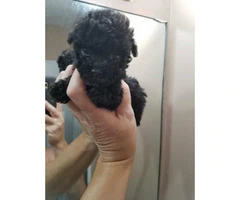Teacup poodle in black for sale