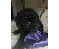 Teacup poodle in black for sale - 2