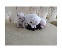 4 chihuahua puppies that are about to be 7 weeks old