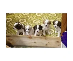 Beautiful Cavachon puppies for sale 2017
