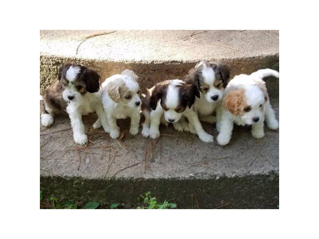 Beautiful Cavachon puppies for sale 2017 in Duluth ...