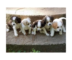 Beautiful Cavachon puppies for sale 2017 - 2