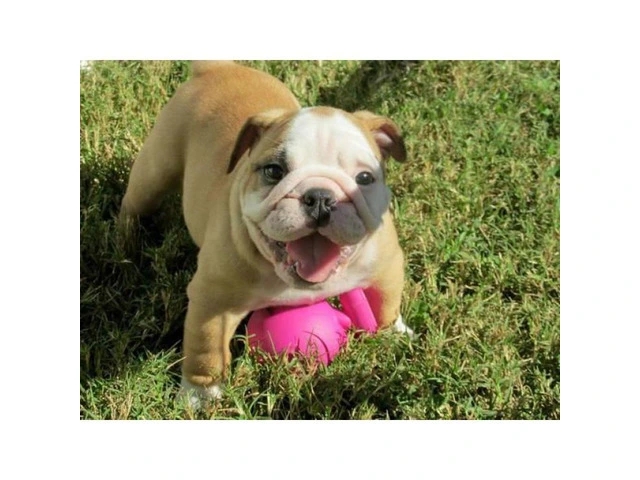 Bulldog Puppies for Adoption