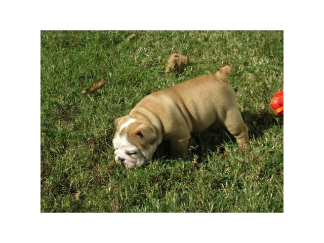 Bulldog Puppies for Adoption Provo Puppies for Sale Near Me