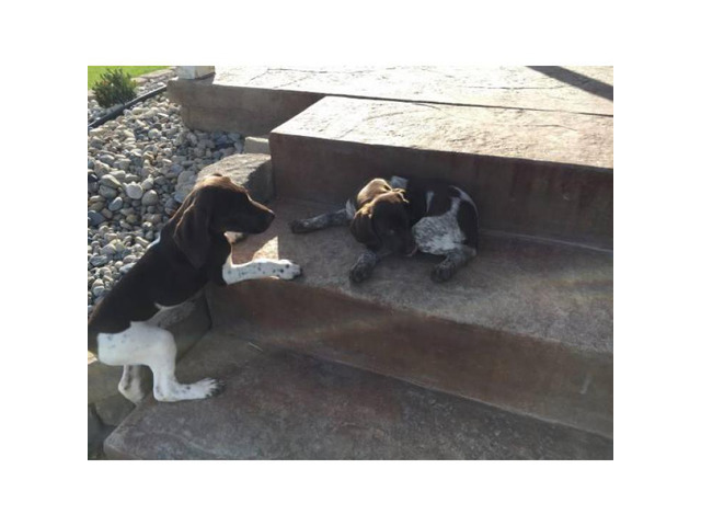 Shorthair Pointers Puppies Only 500 In Eagle Idaho Puppies For