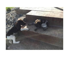 Shorthair Pointers Puppies only 500 - 1