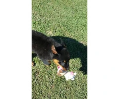 AKC Rottweiler puppies with limited AKC