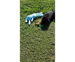 AKC Rottweiler puppies with limited AKC - 2
