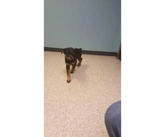 AKC Rottweiler puppies with limited AKC - 3