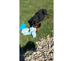 AKC Rottweiler puppies with limited AKC - 4