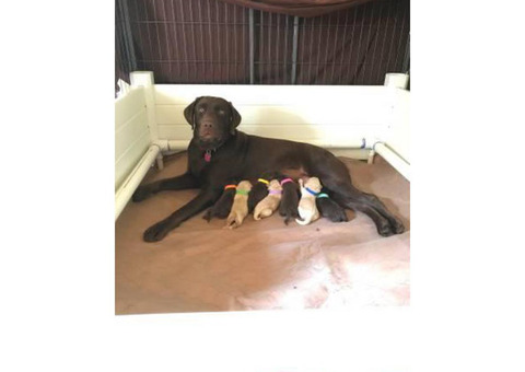 Labradoodle puppies $ 900 males and females