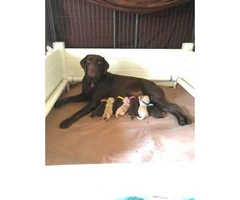 Labradoodle puppies $ 900 males and females