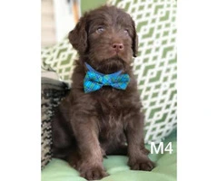 Labradoodle puppies $ 900 males and females - 5