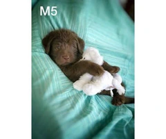 Labradoodle puppies $ 900 males and females - 6