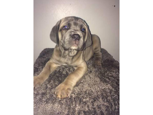 6 full blooded Cane Corso Puppies up for sale in Pueblo