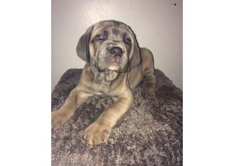 6 full blooded Cane Corso Puppies up for sale