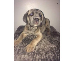 6 full blooded Cane Corso Puppies up for sale