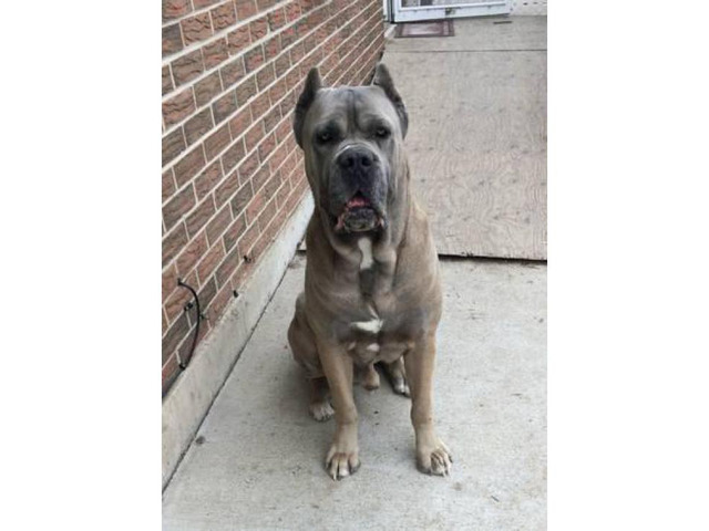 6 full blooded Cane Corso Puppies up for sale in Pueblo