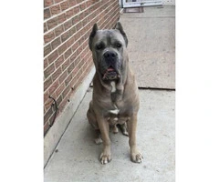 6 full blooded Cane Corso Puppies up for sale - 3